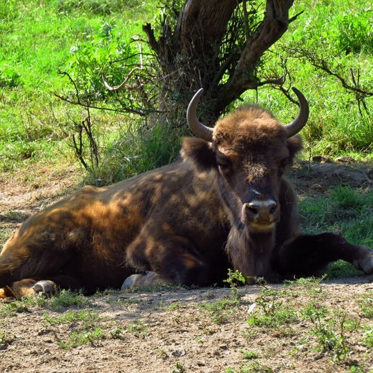 Topoľčianska zubria zvernica