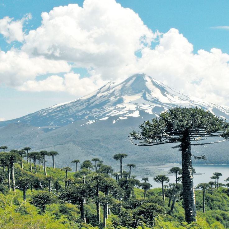 Parco Nazionale Conguillío