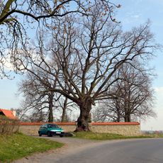 Lípa u fary ve Smolnici