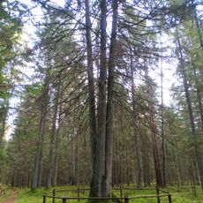 Laumių miško keturkamienė eglė