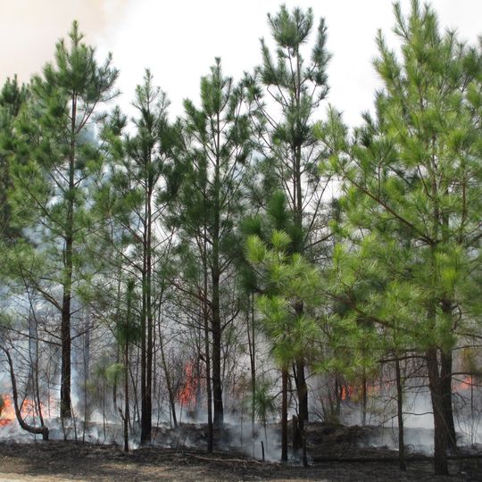 Big Woods State Forest