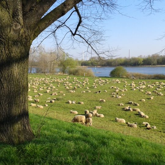 LSG-Rhein, Rheinauen und Uferbereiche von Flittard bis Rodenkirchen