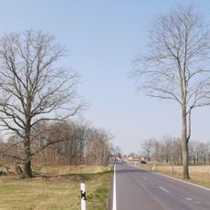 Naturdenkmal Stieleiche auf Wiesenfläche zwischen München und Langennaundorf
