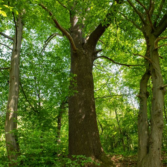 Stiel-Eiche bei Leisnig