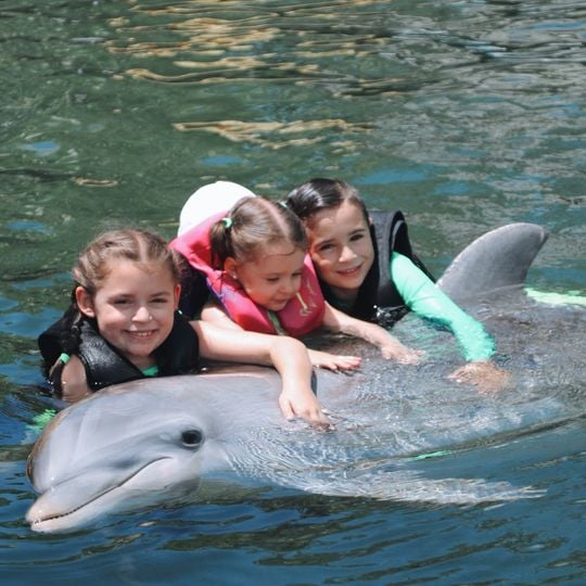 Island Dolphin Care