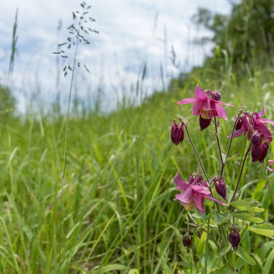 Hemsberg von Bensheim-Zell