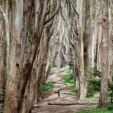 Wood Line