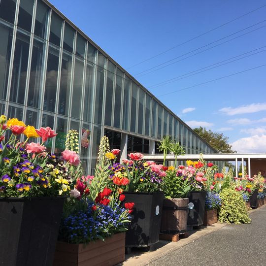 Tonami Tulip Gallery