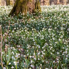 Märzenbecherwald bei Ettenstadt