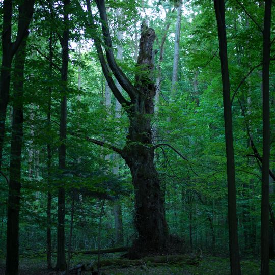 Rezerwat przyrody Jastkowice