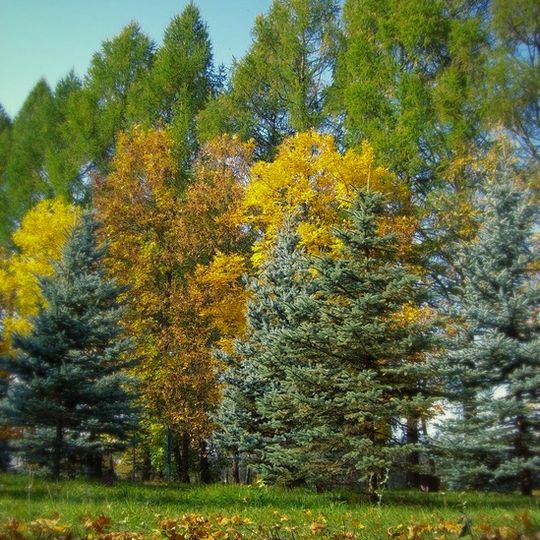 Дендропарк им. И.Е. Алексеева