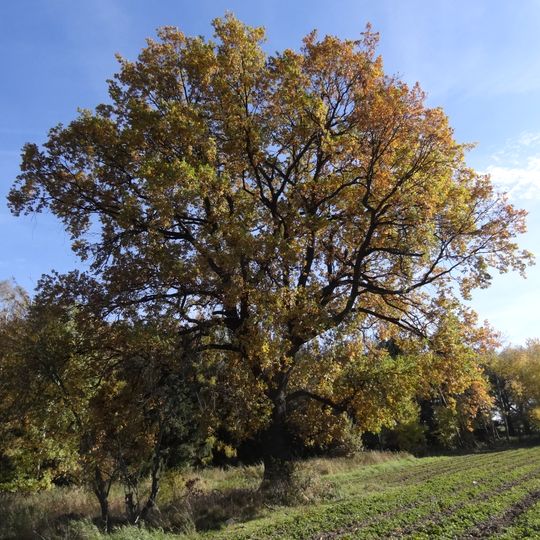 Dub letní U Vesteckých