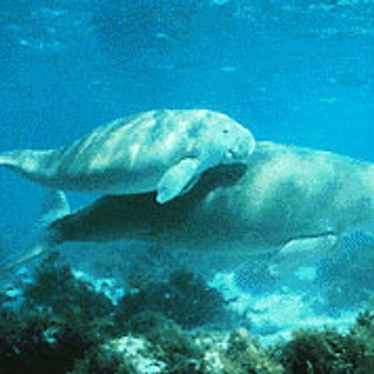 Gulf of Mannar Marine National Park