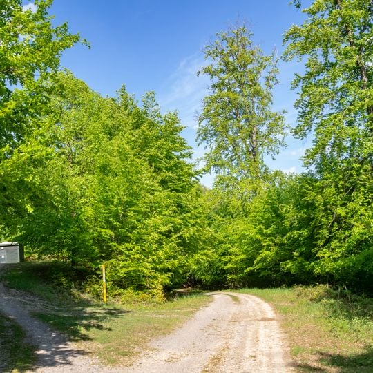Hinnenburger Forst mit Emder Bachtal