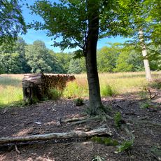 Neue Wiese