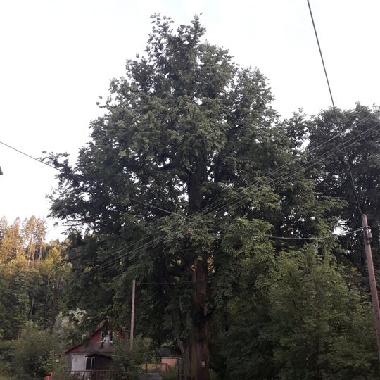 Jilm u Brodského potoka