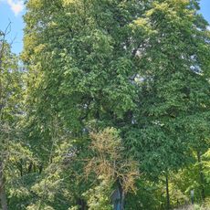 Lípa u Pístovského památníku