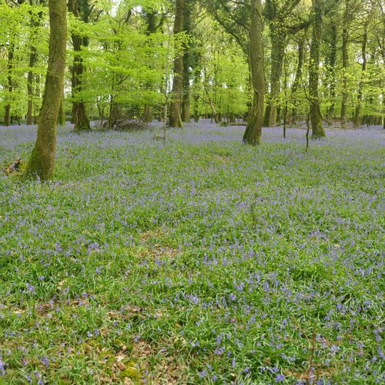 Plymbridge Woods