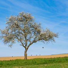 Weinbergweg - Weingartsweg