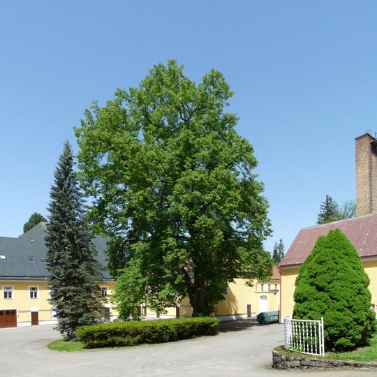 Zámecká lípa v Černovicích