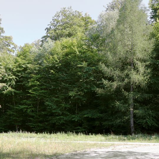 Naturwaldreservat Hoher Knuck