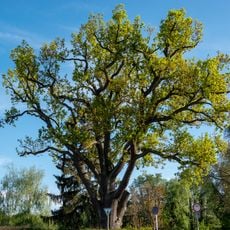 Stiel-Eiche Tiefwerder Dorfstraße