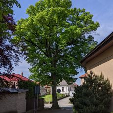 Lípa u Pitrunů