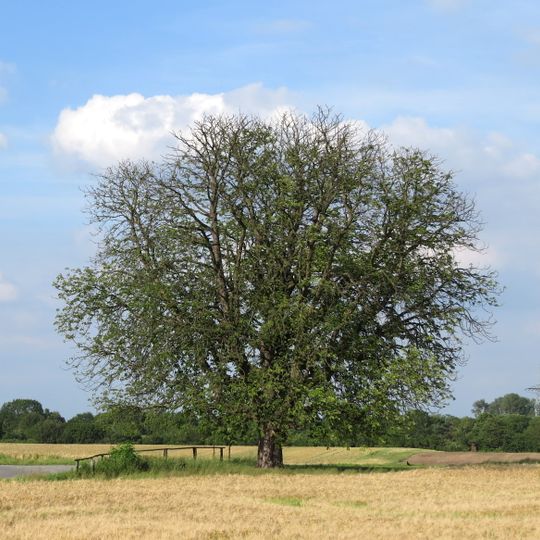 Himmelgeister Kastanie
