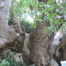 Pistacia of Nikitsky Botanical Garden
