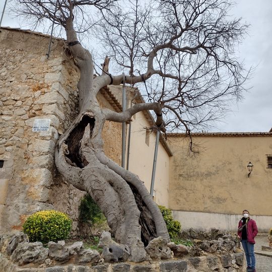 Bagolaro di suor Clara Andreu