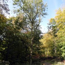 Süntel, Wesergebirge, Deister