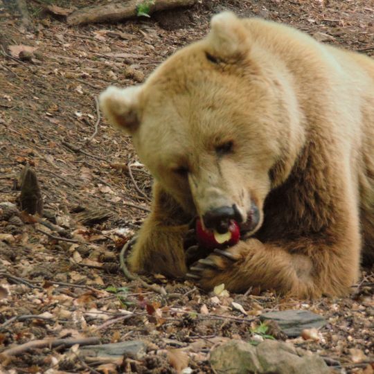 Парк за танцуващи мечки