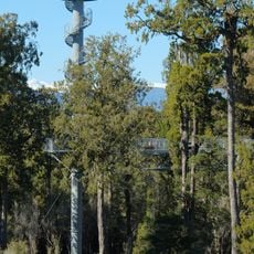 West Coast Treetop Walk