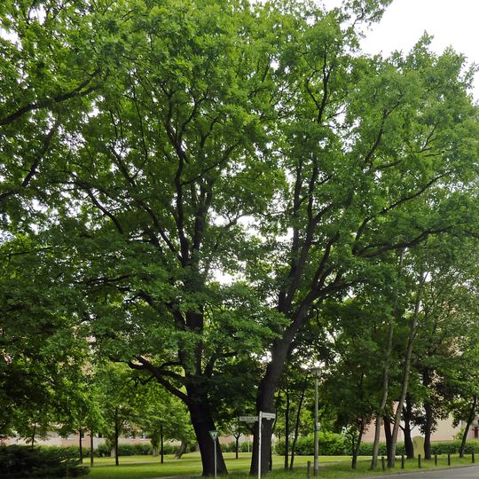 Stiel-Eiche Charlottenstraße Ecke Alfred-Kowalke-Straße