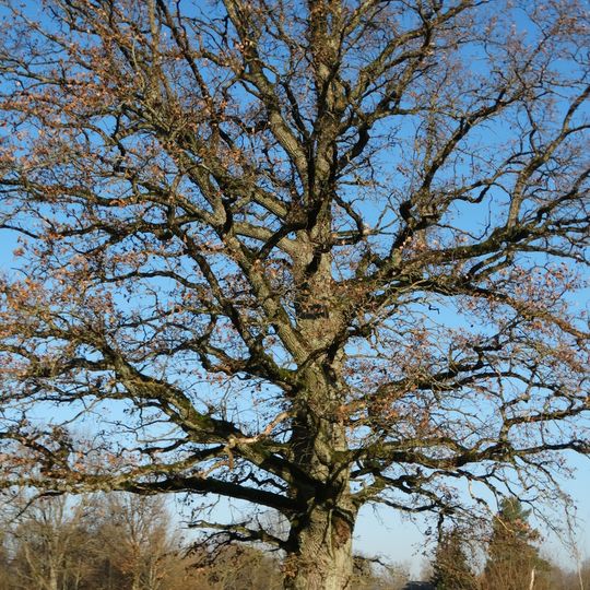 Vėžalaukio ąžuolas
