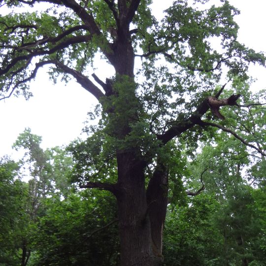 Марківецький дуб