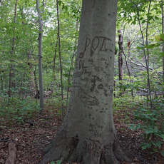 Seminary Woods St. Francis