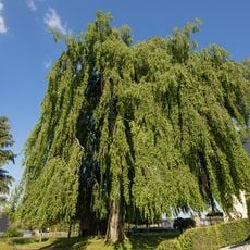 Trauer Buche Krummenhennersdorf