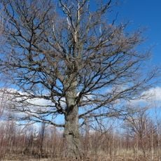 Mukulių III ąžuolas