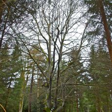 Blutbuche in Stifting