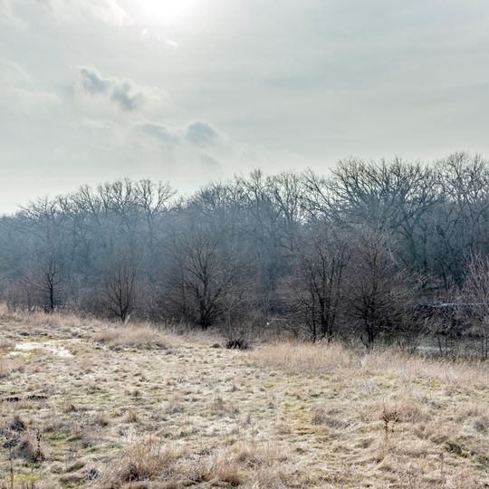 Сторічні дубові насадження Василівської лісової дачі