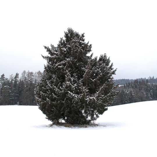 Zwillingseibe von Tragwein