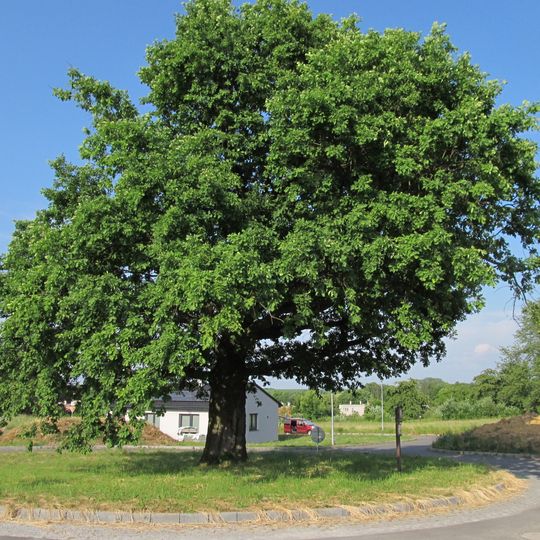 Oak near Kunín