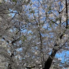 染井吉野桜記念公園