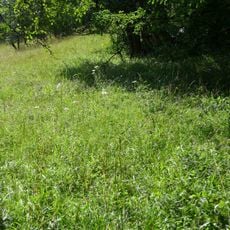 Weinberg bei Holenberg