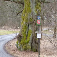 Lípa u bývalé pily