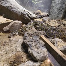 アイファー（爬虫類生態館）
