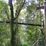 Tree Top Walk