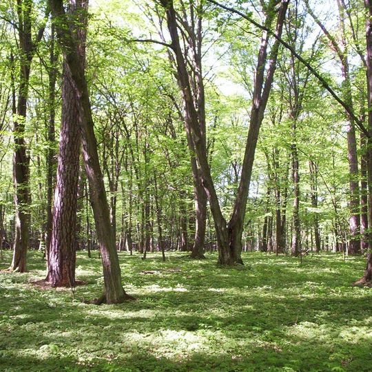 Rezerwat przyrody Skulski Las