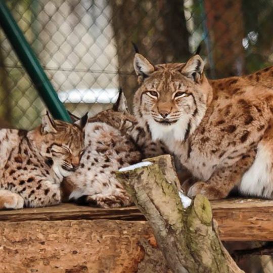 Bayerwald-Tierpark Lohberg